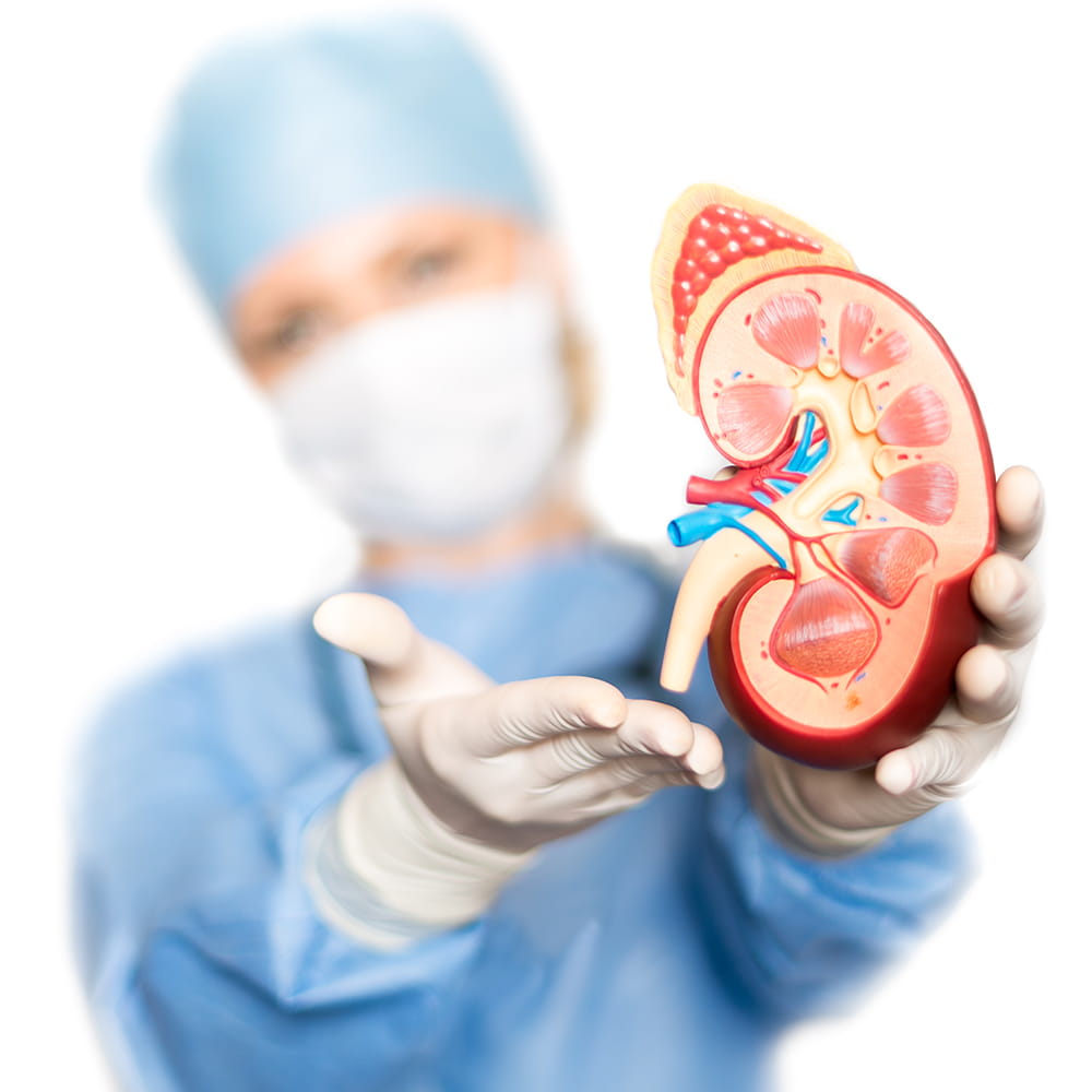 Kidney Transplant or Renal Transplant